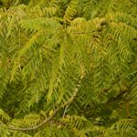 Noyer d'Amérique ou Noyer noir (Juglans nigra)