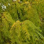 Noyer d'Amérique ou Noyer noir (Juglans nigra)