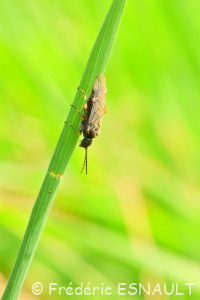 Mouche-à-scie noire à genoux fauves (Dolerus gonager/puncticollis)