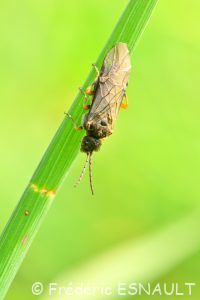 Mouche-à-scie noire à genoux fauves (Dolerus gonager/puncticollis)