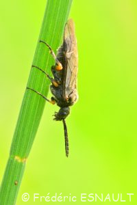 Mouche-à-scie noire à genoux fauves (Dolerus gonager/puncticollis)