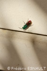 Chryside enflammée (Chrysis ignita)