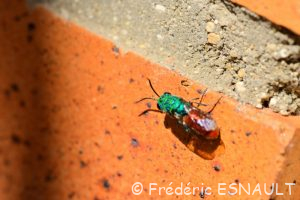 Chryside enflammée (Chrysis ignita)