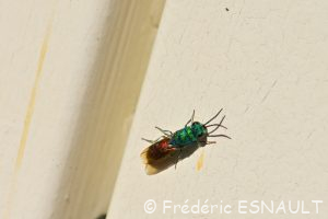 Chryside enflammée (Chrysis ignita)