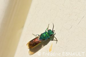 Chryside enflammée (Chrysis ignita)