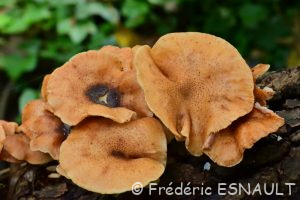 Armillaire obscure (Armillaria ostoyae)
