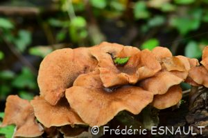 Armillaire obscure (Armillaria ostoyae)