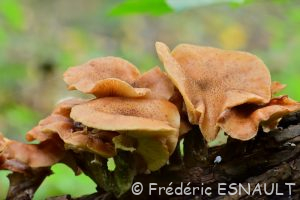 Armillaire obscure (Armillaria ostoyae)
