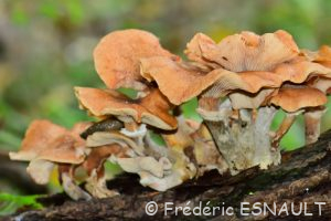 Armillaire obscure (Armillaria ostoyae)