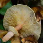 Armillaire couleur de miel (Armillaria mellea)