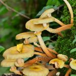 Armillaire couleur de miel (Armillaria mellea)