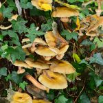 Armillaire couleur de miel (Armillaria mellea)