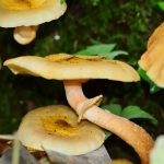 Armillaire couleur de miel (Armillaria mellea)