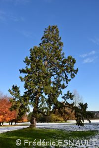 Epicéa commun (Picea abies)