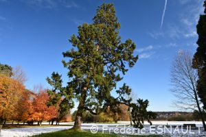 Epicéa commun (Picea abies)
