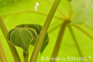 Paulownia impérial (Paulownia tomentosa)