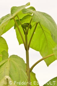Paulownia impérial (Paulownia tomentosa)