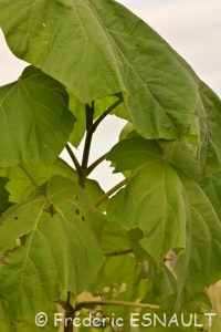 Paulownia impérial (Paulownia tomentosa)