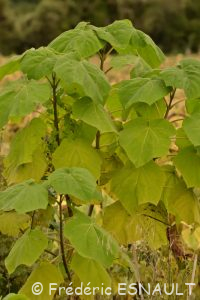 Paulownia impérial (Paulownia tomentosa)