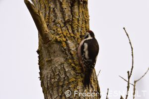 Pic mar (Dendrocoptes medius)