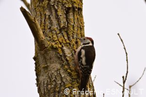 Pic mar (Dendrocoptes medius)