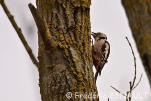 Pic mar (Dendrocoptes medius)