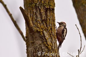 Pic mar (Dendrocoptes medius)