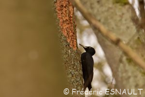 Pic noir (Dryocopus martius)