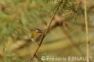 Roitelet triple-bandeau (Regulus ignicapilla)