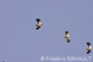 Vanneau huppé (Vanellus vanellus)