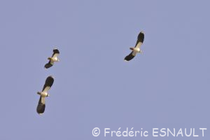 Vanneau huppé (Vanellus vanellus)