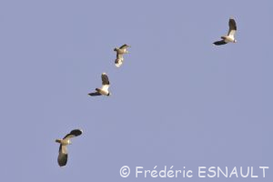 Vanneau huppé (Vanellus vanellus)