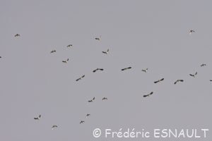 Vanneau huppé (Vanellus vanellus)