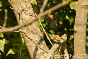 Roitelet à triple-bandeau (Regulus ignicapilla)