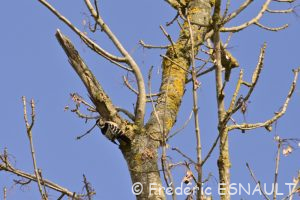 Pic épeichette (Dendrocopos minor)