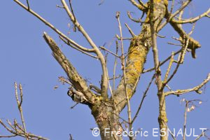 Pic épeichette (Dendrocopos minor)