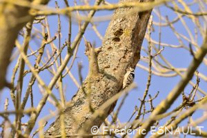 Pic épeichette (Dendrocopos minor)