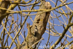 Pic épeichette (Dendrocopos minor)