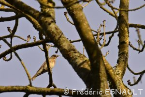 Grive litorne (Turdus pilaris)