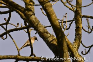 Grive litorne (Turdus pilaris)