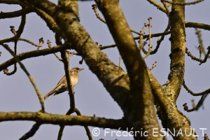 Grive litorne (Turdus pilaris)