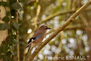 Le Geai des chênes (Garrulus glandarius)