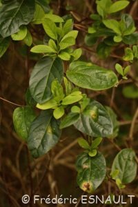 Chèvrefeuille du Japon (Lonicera japonica)