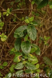 Chèvrefeuille du Japon (Lonicera japonica)