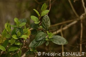 Chèvrefeuille du Japon (Lonicera japonica)