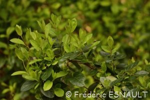 Chèvrefeuille du Japon (Lonicera japonica)