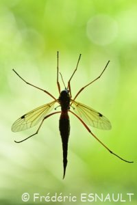 Tanyptère noire (Tanyptera atrata)