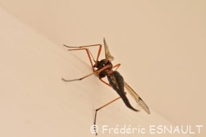 Tanyptère noire (Tanyptera atrata)