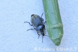 Petit silphe noir (Phosphuga atrata)