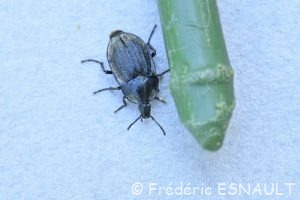 Petit silphe noir (Phosphuga atrata)